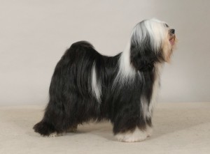 Kybo Kickboxer Crufts